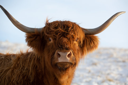 Scottish highland cow, close up profile, looking at the camera