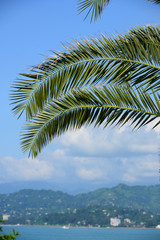 Green palm leaves over blue sky background