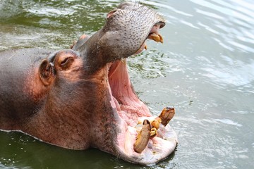Fototapeta premium intérieur de la gueule d'un hippopotame