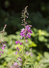 Lythraceae et abeille sur le chemin des muletiers, Puy de Dôme, Auvergne