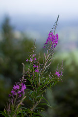 Lythraceae et abeille sur le chemin des muletiers, Puy de Dôme, Auvergne