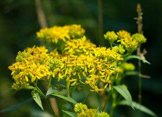 Fleurs Jaunes Chemin des muletiers Puy de dome Auvergne