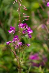 Lythraceae et abeille sur le chemin des muletiers, Puy de Dôme, Auvergne