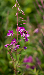 Lythraceae et abeille sur le chemin des muletiers, Puy de Dôme, Auvergne