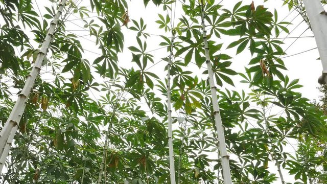 Tapioca Plants "Cassava" or "Manioc" aka "Mandioca" growing on Thailand