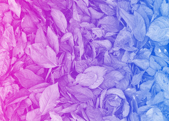 Fototapeta premium Creative background with ground covered in fallen leaves. Pink blue serenity colors. Photo for background.