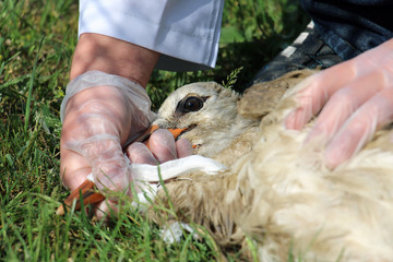 Obraz premium The process of medical examination by a veterinarian of a wounded wild bird stork, Ciconia with a broken wing. Close-up with selective focus