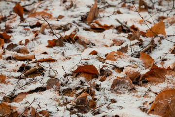 Laub mit wenig Schnee und Gestrüpp