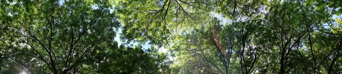 panorama forest. deciduous trees