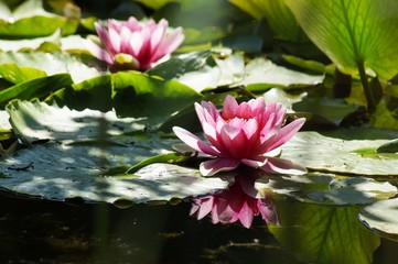 Water lily Nymphaea Attraction ( water lilies) - Aquatic vegetation, water plants