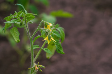 tomato branch blooms close-up