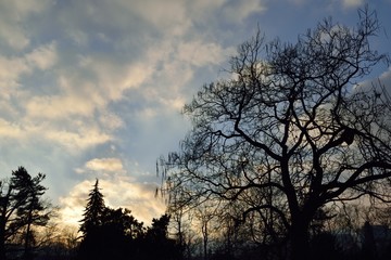 Forest with blue sky 