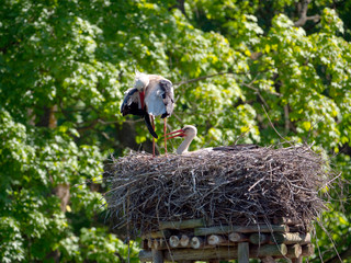 Bocian biały na gnieździe  © JDziedzic