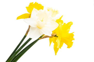 daffodil isolated