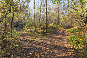 Panoramic view of a forest in its spring appearance.