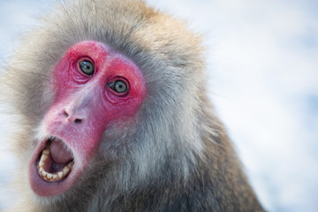 Close up profile of a Japanses macaque monkey, looking at the camera with mouth open