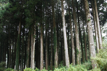 Big tree at Alishan national park area in Taiwan