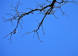 Fototapeta na wymiar Silhouette of the treetop against clear blue sky, Winter in Georgia USA.