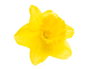 daffodil isolated © ksena32
