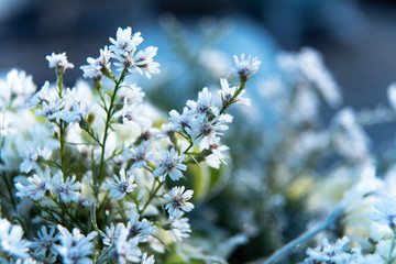 Przymrozek oszronione białe kwiaty szron © Zena