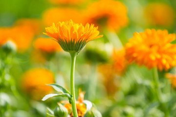 Orange flower of calendula blossoming