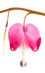 flower broken heart isolated