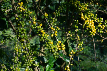 Coffee beans on tree