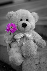 Teddy Bear with a Purple Flower. Soft black and white background.