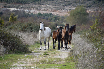 one gray horse and three bay horses  and a bay foal on the road in nature.