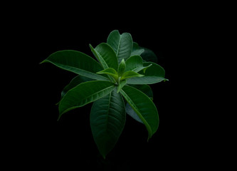 Fresh green leaves on black background.