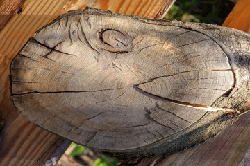 cross section of an old tree. close-up