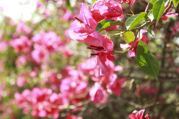 Bugambilias Pink Mexican Flowers