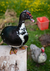 Free range Muscovy Ducks outdoors on a farm
