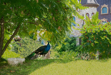 Peacock carrying its Beautiful Long Tail in the Garden summer afternoon in Bulgaria, Europe