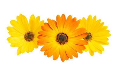 Osteosperumum Flower Daisy Isolated