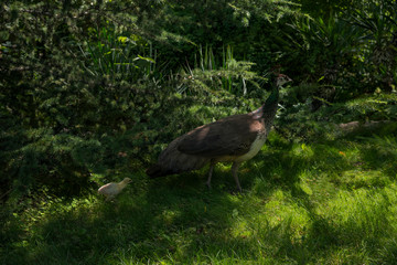 Female Peafowl/Peacock with chick walking through the grass in the Garden summer afternoon in Bulgaria, Europe
