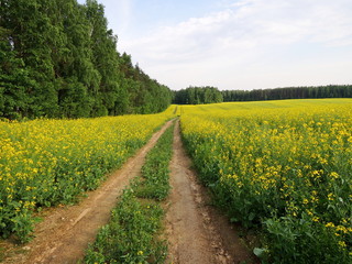 rape flowers