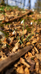 Spring flowers in the forest