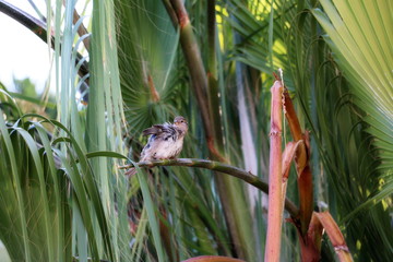 Fototapeta na wymiar tree sparrow