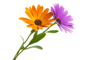 Osteosperumum Flower Daisy Isolated