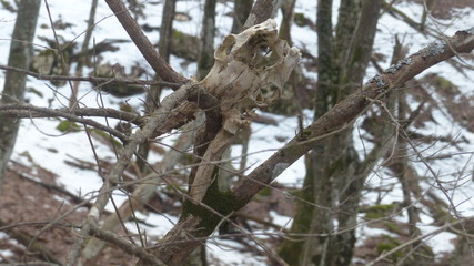 tree, animal, nature,