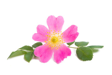 rosehip rose isolated