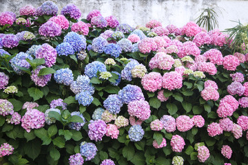 Bushes of hydrangea are pink, blue, lilac, violet, purple. Flowers are blooming in spring and...