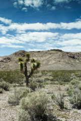 Cuctus Desert Nevada USA  