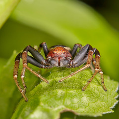 Small black Crab Spider sits on green leaf. Macro stacking image