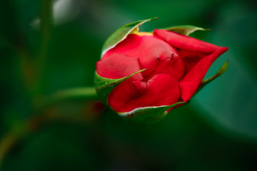 Rose rot Blüte Garten Natur Dorne Blume 