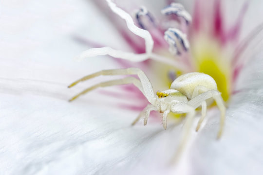 Small white Crab Spider sits on bell flower. Macro image