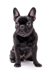 French bulldog photo shoot isolated on white backgroun