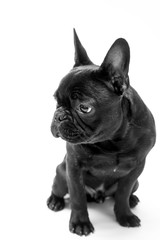 French bulldog photo shoot isolated on white backgroun