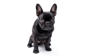 French bulldog photo shoot isolated on white backgroun